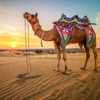 骆驼家庭生活模拟器